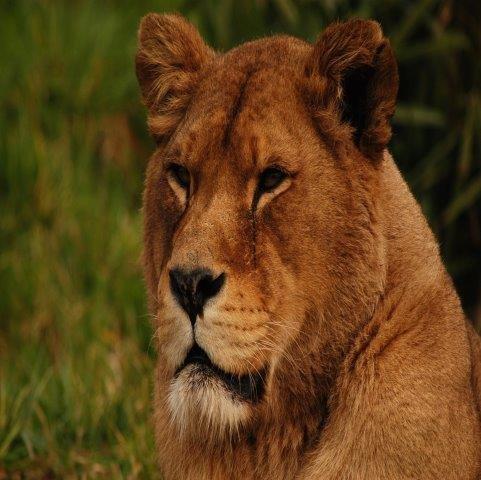 serengeti migration safari 